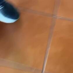 A HUGE centipede joined us at dinner