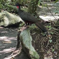 He was like the size of a turkey