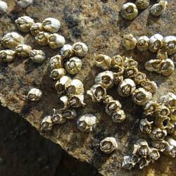 ... sondern Seepocken