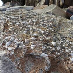 Versteinerter Flußkies mit Quarzknollen