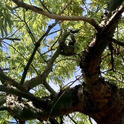 Un paresseux dans le parc de la Ville
