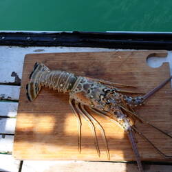 Préparation de langoustes achetées à des pêcheurs locaux