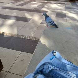 Pigeon #1 who I obligingly shared some crumbs from my late brekkie with.