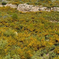 Gingster so weit das Auge reicht