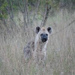 Hyena