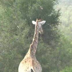 De Giraffe schiint Musig zgfalle, eus au! Check it out--> de Lorena eri Cousins >Brothers in Crime< #VR #I am