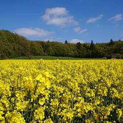 Ich liebe die Rapsblüte