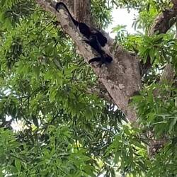 Monkeys at the rest stop