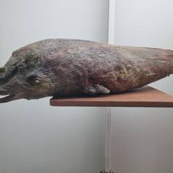 Ein Babywal-Fötus. 😪