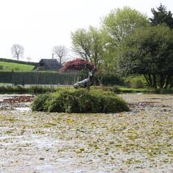 A w centum uwagi...jeleń