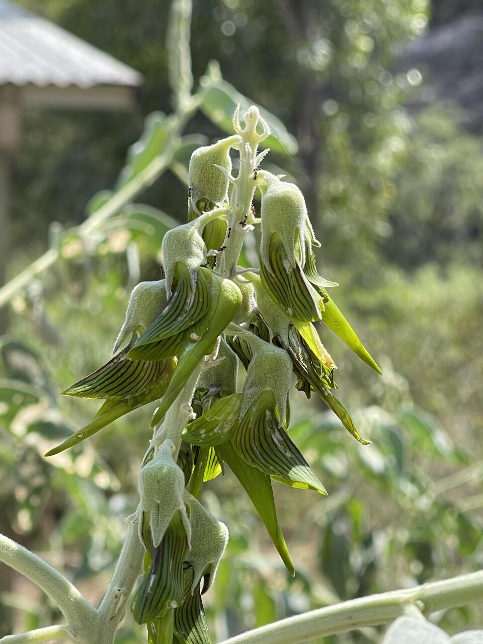 Green Bird Flower