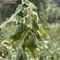 Green Bird Flower