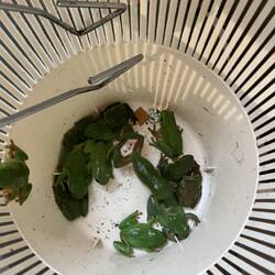 die waren im Bad vom zukünftigen männlichen Backpacker. Habe alle mit der Grillzange entfernt