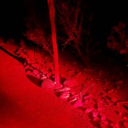 Echidnas on the termite hunt