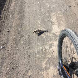 neugieriges Atlashörnchen