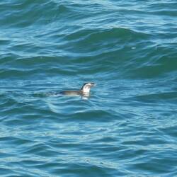 Bim Obe-Spatziergang het sich Eus sogar no dr Pingu zeigt.