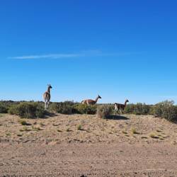 Jede Tag hei eus ganz viel Guanacos am Strossrand begrüesst