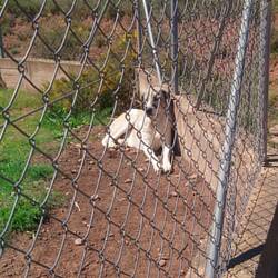 Irgendwann nach oder schon mit meinen zwei 🐈🐈 kommt noch ein Hund in die Verantwortung