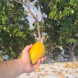 Mango Baum dirket in eusere Unterkunft