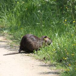 Bisamratte ganz entspannt