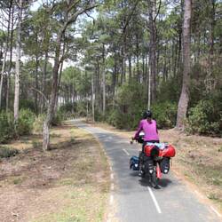 Pinienwälder bis zum abwinken