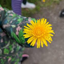 The dandelions actually have manes here.