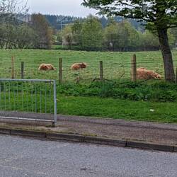 Real highland coos