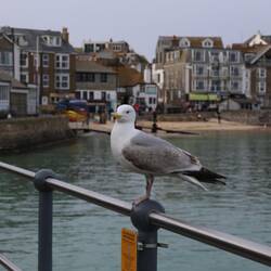 Rozbójnik, choć nie wygląda