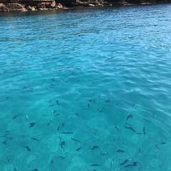 The fish here were eager to be fed!
