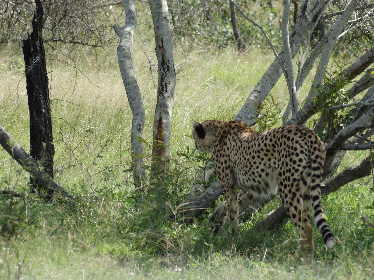 Gepard, vo ganz Näch