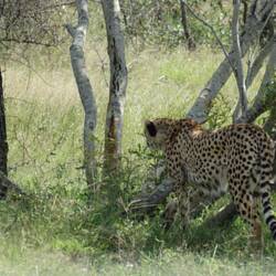 Gepard, vo ganz Näch