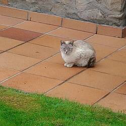 Denk grad an meine zwei 🐈 🐈