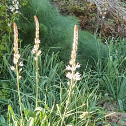 Was hier im Felsen alles wächst