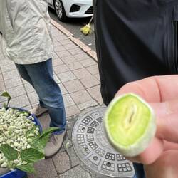 Unripe almond eaten as snack with salt