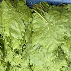 Fresh grape leaves for dolma