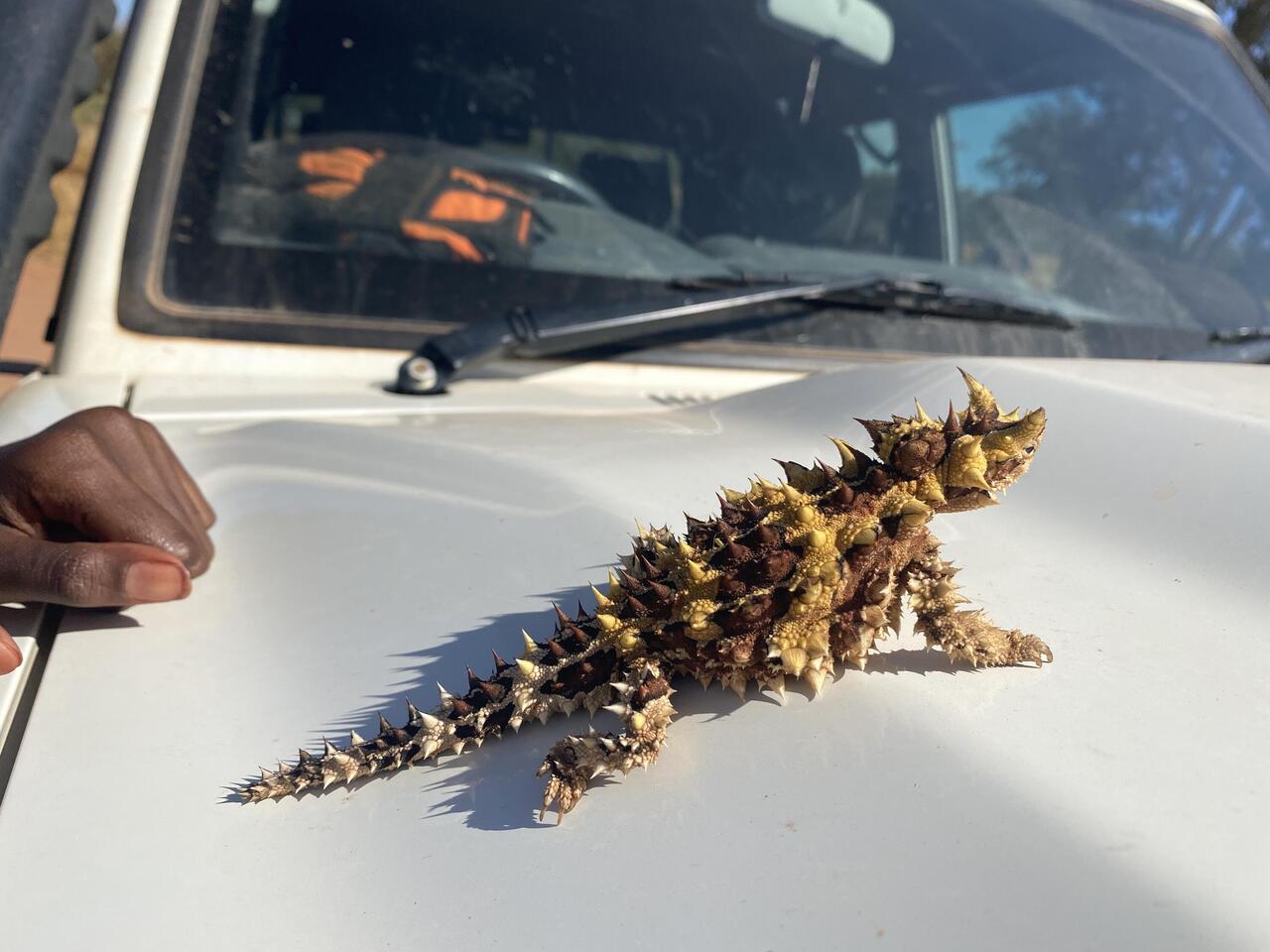 A spectator at the Hermannsburg Sports Gala