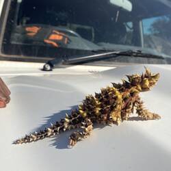 A spectator at the Hermannsburg Sports Gala