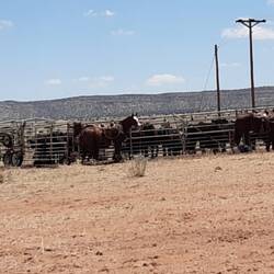 Pferde sind schon aufgesattelt
