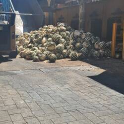 Agave us dem wird Tequila gmacht