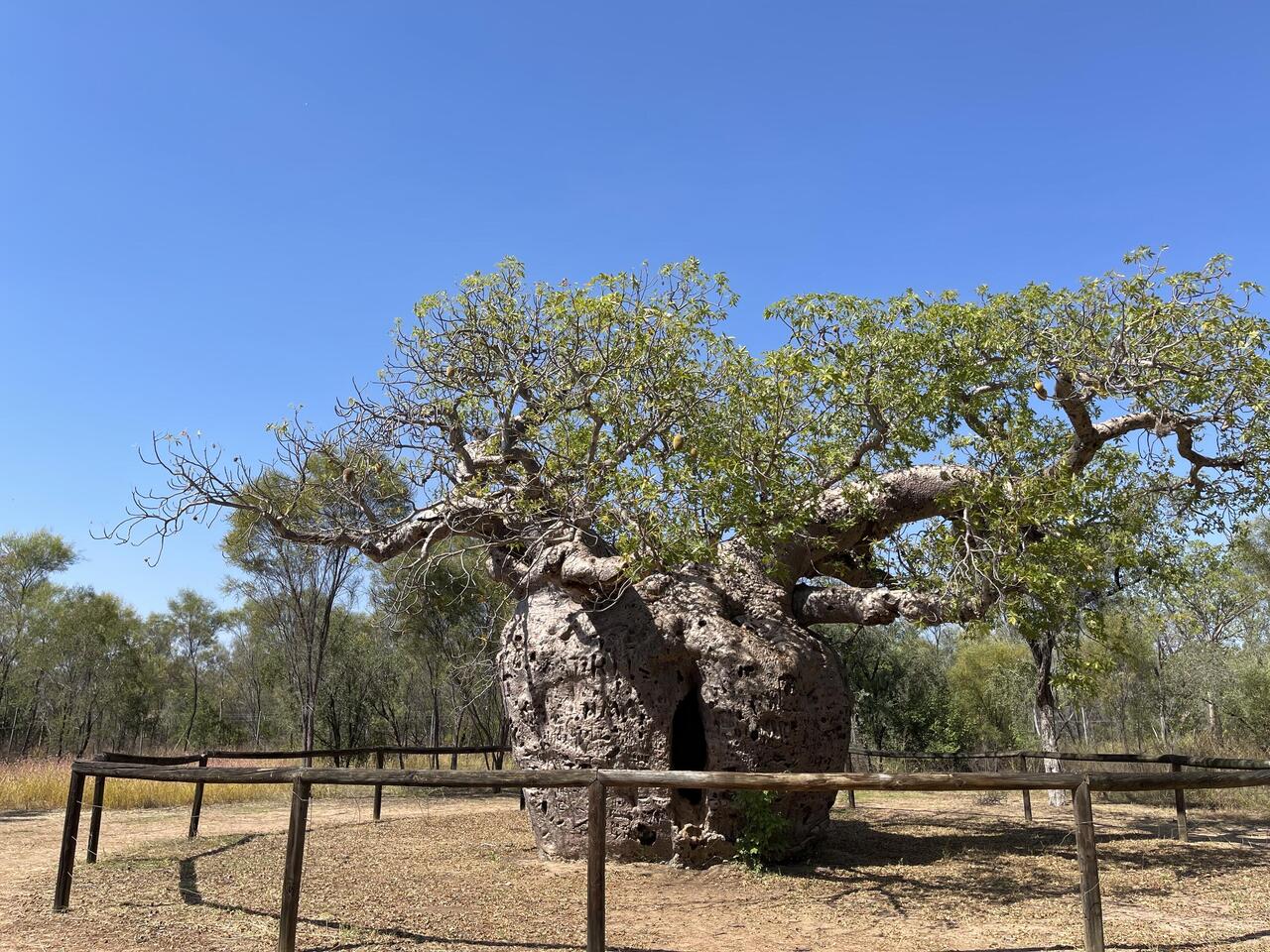 Prison Tree