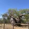 Prison Tree