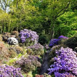 Bremen, Rhododendron-Park