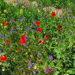 Ein Blumenmeer am Straßenrand