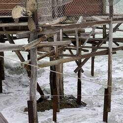 Pilings Supporting the Trabucco
