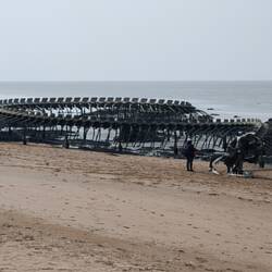 le serpent de l'océan 🐍