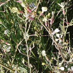 Ehrlichkeit und Schuldenfrei