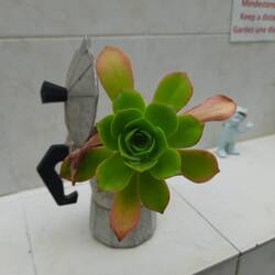 Was man mit einer alten Bialetti alles machen kann!