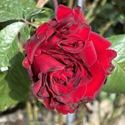 A Double Rose