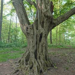 Schaut irgendwie verwunschen aus