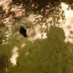 Der Fuchs oder was auch immer hat hier alles durchlöchert